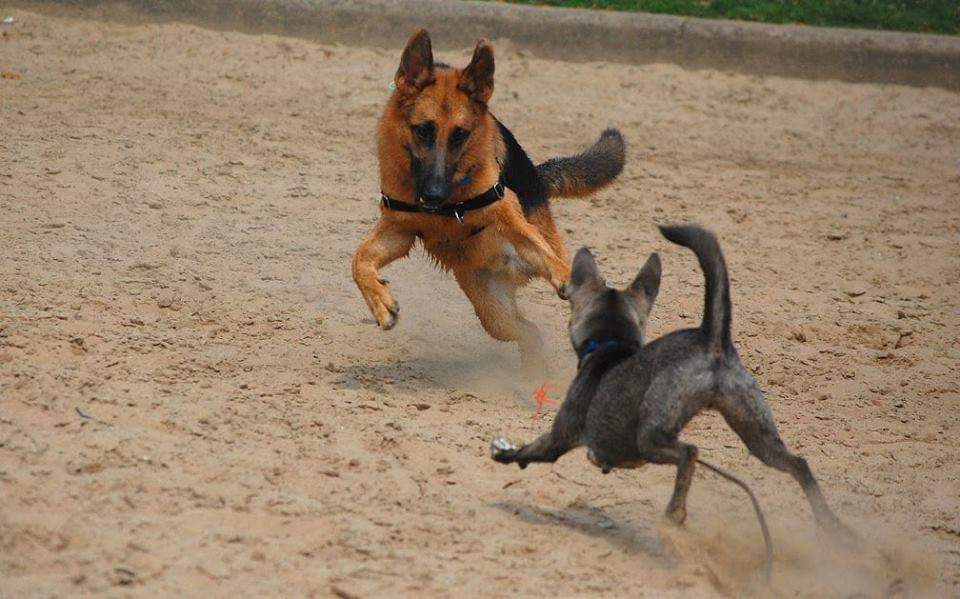 Tripawd dog exercise